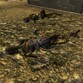 Life in the Mojave